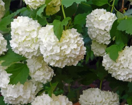 White Hydrangeas Flowering Diamond Painting