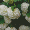 White Hydrangeas Flowering Diamond Painting