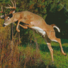 Whitetail Deer Diamond Painting