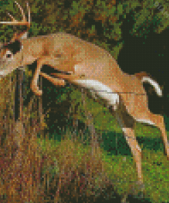 Whitetail Deer Diamond Painting