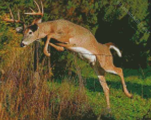 Whitetail Deer Diamond Painting