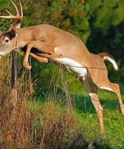 Whitetail Deer Diamond Painting