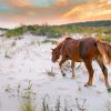 Wild Ponies On Assateague Island Diamond Painting