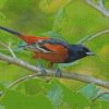 Aesthetic Orchard Oriole Diamond Painting