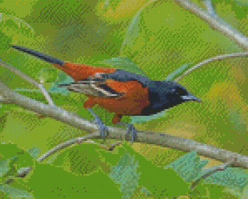 Aesthetic Orchard Oriole Diamond Painting