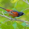 Aesthetic Orchard Oriole Diamond Painting