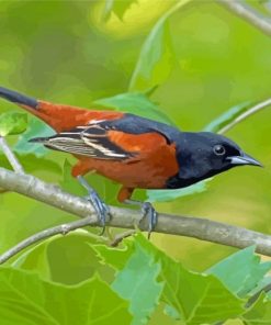 Aesthetic Orchard Oriole Diamond Painting