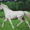 Aesthetic White Horse Diamond Painting