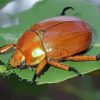 Christmas Beetle Diamond Painting