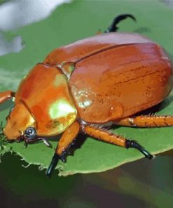 Christmas Beetle Diamond Painting