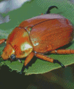 Christmas Beetle Diamond Painting