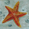 Colden Starfish Diamond Painting