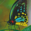 Colorful Butterfly Diamond Painting