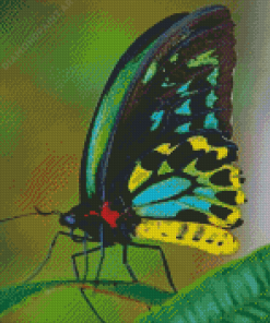 Colorful Butterfly Diamond Painting