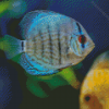 Cool Cichlid Diamond Painting