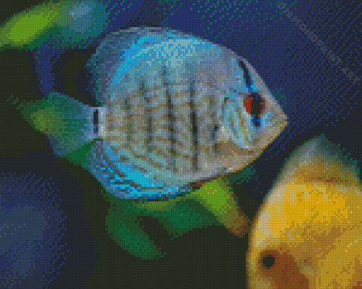 Cool Cichlid Diamond Painting