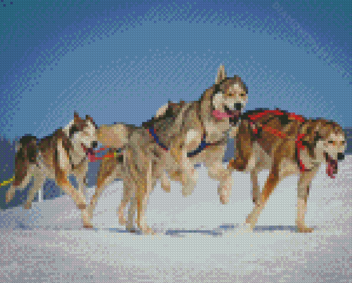 Husky Sled Dogs Diamond Painting