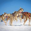 Husky Sled Dogs Diamond Painting