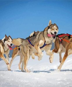 Husky Sled Dogs Diamond Painting