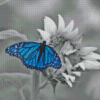 Monochrome Blue Buttefly Diamond Painting