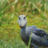 Shoebill Bird Diamond Painting