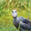 Shoebill Bird Diamond Painting