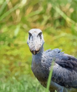 Shoebill Bird Diamond Painting