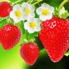 Strawberry Fruits With Flowers Diamond Painting